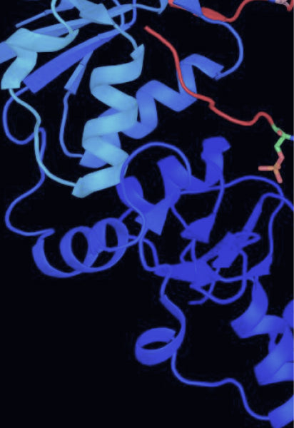 Peptide Microneedle Patches
